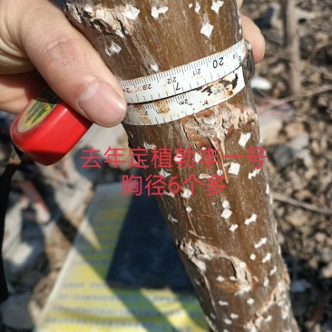 勃丰一号杨树苗