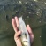 大规格草鱼苗大量现货，量大可包送！！