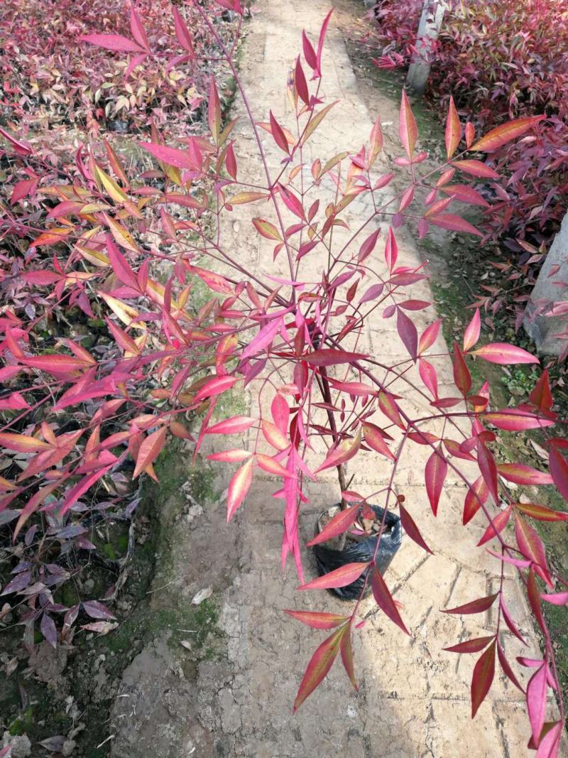 南天竹，基地直销，常年销售各种绿化苗木