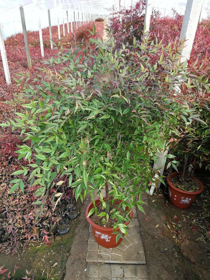 南天竹，基地直销，常年销售各种绿化苗木