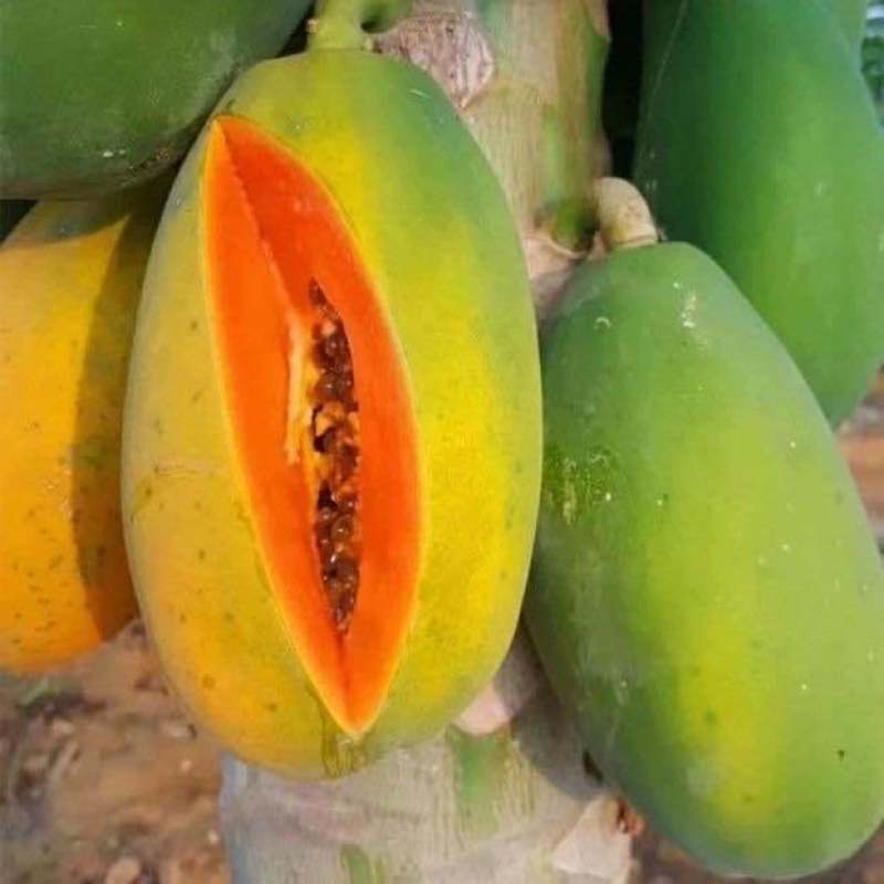 正品~泰国黄金牛奶木瓜苗矮化树苗南方北方种植盆栽地栽当年