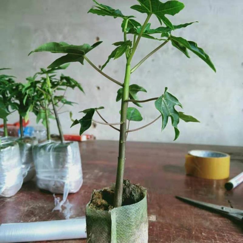 正品~泰国黄金牛奶木瓜苗矮化树苗南方北方种植盆栽地栽当年