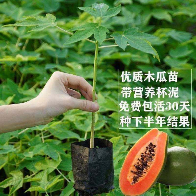 正品~泰国黄金牛奶木瓜苗矮化树苗南方北方种植盆栽地栽当年