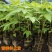 正品~泰国黄金牛奶木瓜苗矮化树苗南方北方种植盆栽地栽当年