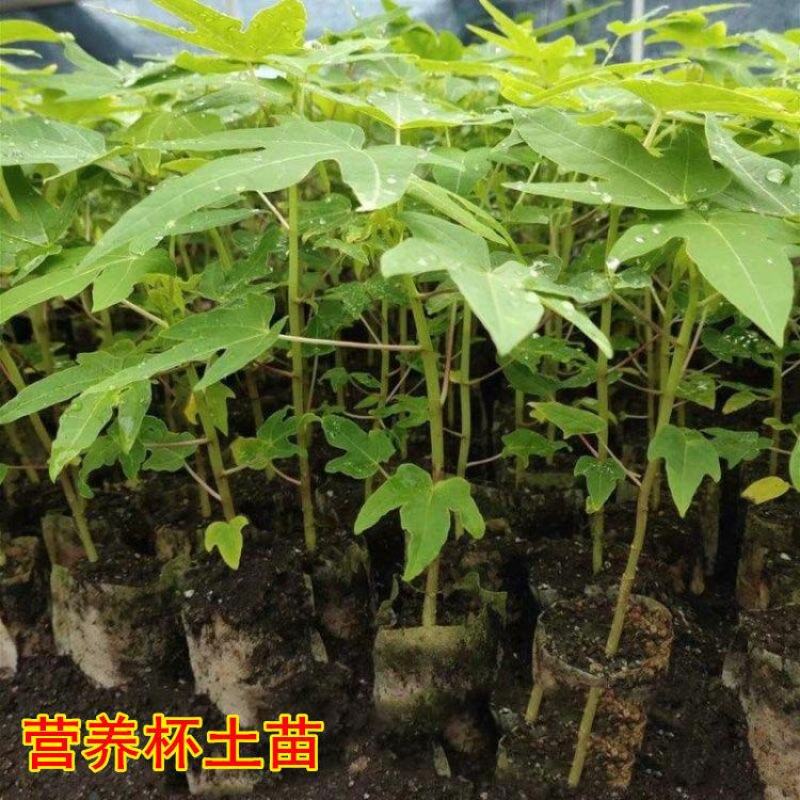 正品~泰国黄金牛奶木瓜苗矮化树苗南方北方种植盆栽地栽当年
