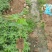 正品~泰国黄金牛奶木瓜苗矮化树苗南方北方种植盆栽地栽当年