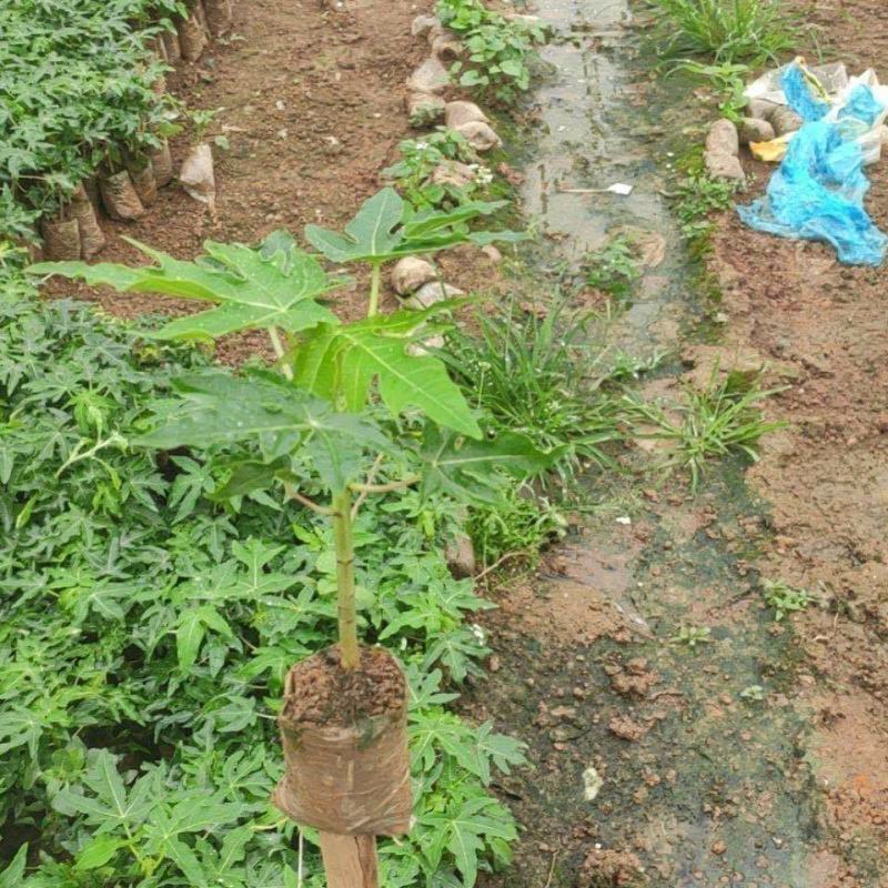 正品~泰国黄金牛奶木瓜苗矮化树苗南方北方种植盆栽地栽当年