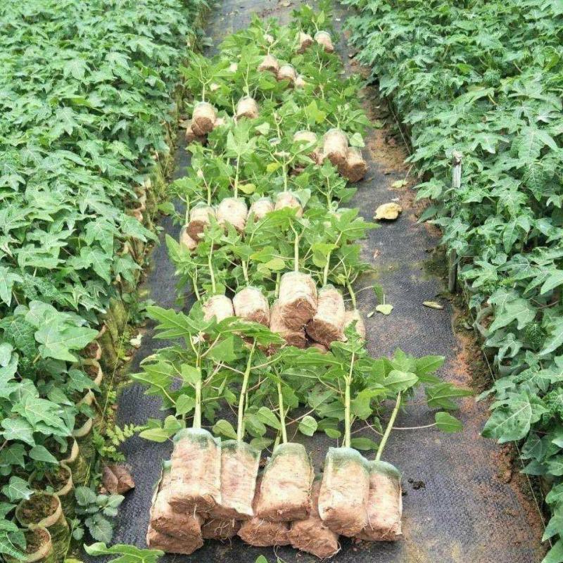 正品~泰国黄金牛奶木瓜苗矮化树苗南方北方种植盆栽地栽当年