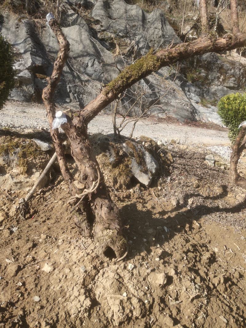 山木香盆景树桩大桩......