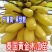 正品~泰国黄金牛奶木瓜苗矮化树苗南方北方种植盆栽地栽当年