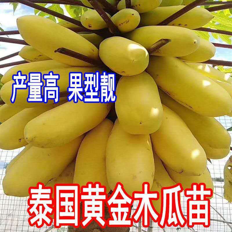 正品~泰国黄金牛奶木瓜苗矮化树苗南方北方种植盆栽地栽当年