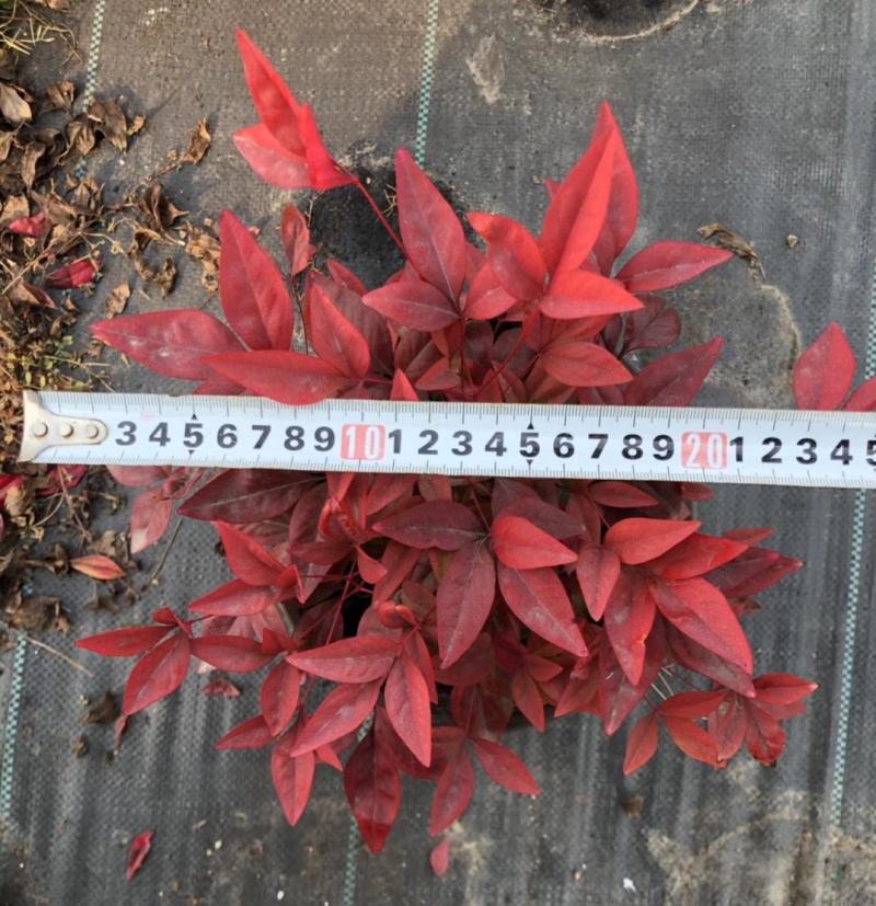 火焰南天竹，南天竹，基地直销，常年销售各种绿化苗木