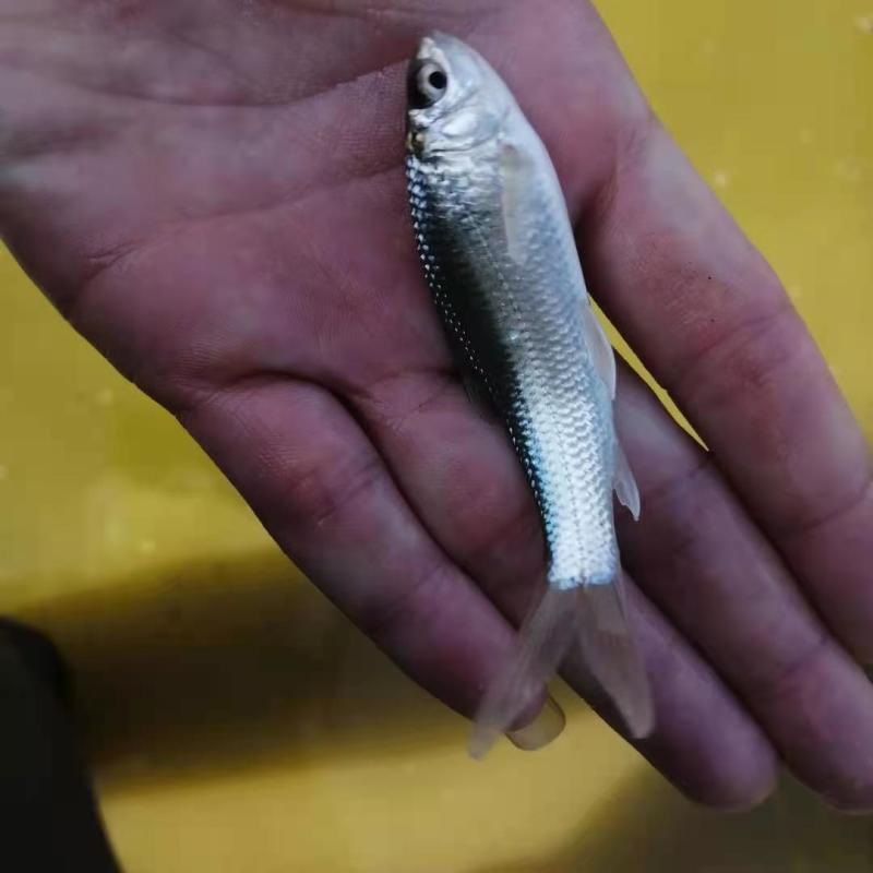 优质土鲮鱼苗泰鲮鱼鲮鱼欢迎采购