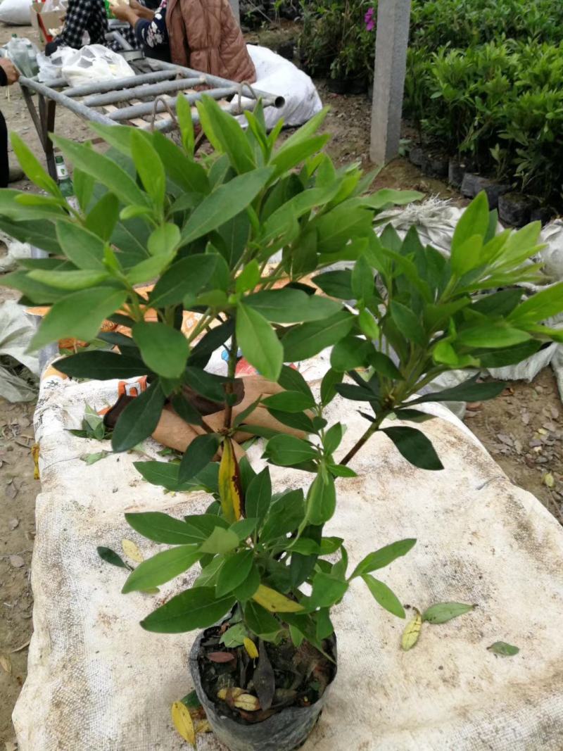 石岩杜鹃，毛娟基地直销，常年供应各种绿化苗木