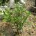 石岩杜鹃，毛娟基地直销，常年供应各种绿化苗木