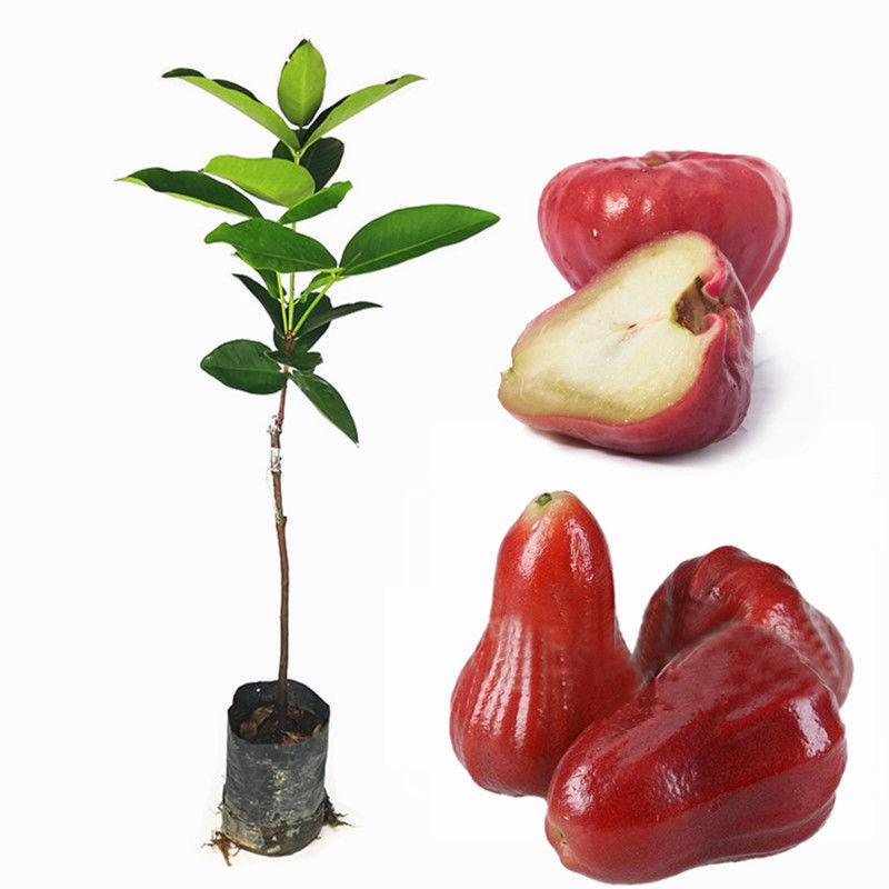 大叶红黑金刚莲雾苗黑珍珠莲雾苗当年种植结果南北方可种植