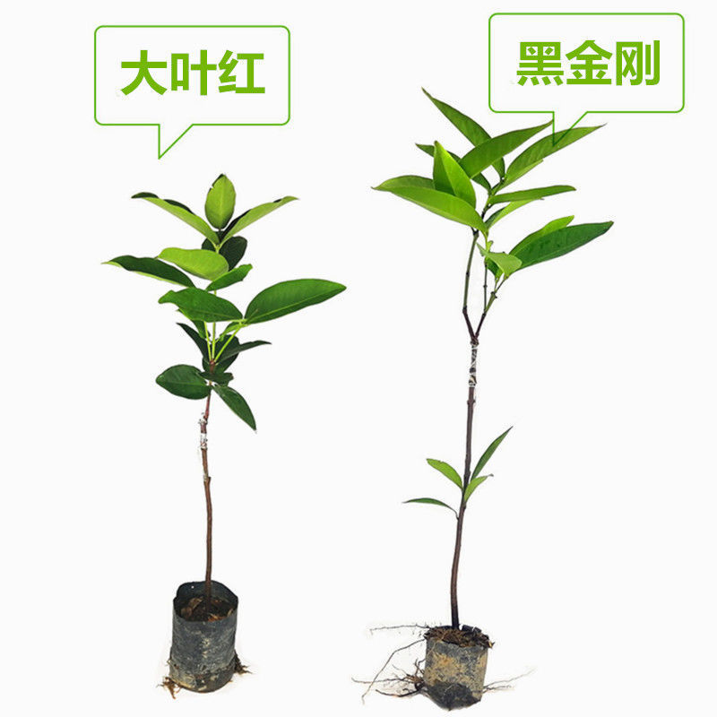 大叶红黑金刚莲雾苗黑珍珠莲雾苗当年种植结果南北方可种植