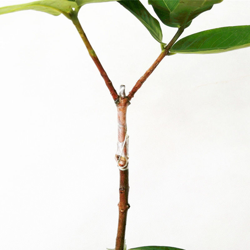 大叶红黑金刚莲雾苗黑珍珠莲雾苗当年种植结果南北方可种植