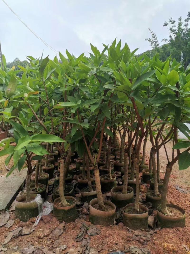 大叶红黑金刚莲雾苗黑珍珠莲雾苗当年种植结果南北方可种植
