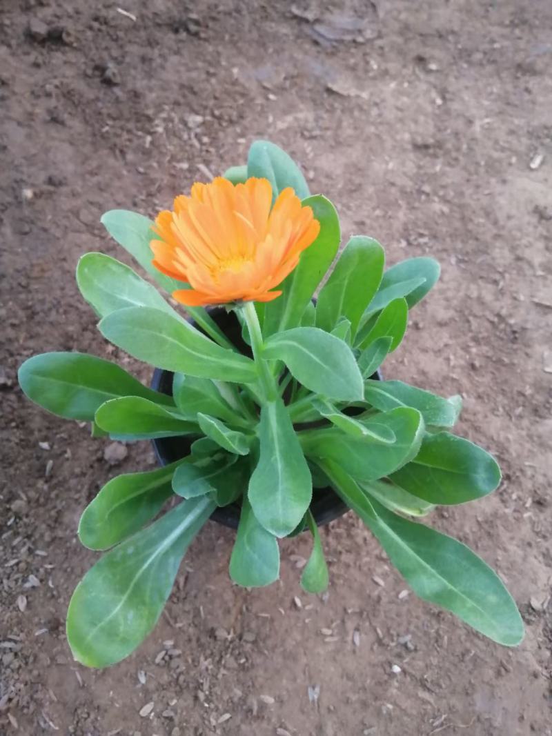 金盏菊，基地直销，常年销售各种绿化苗木。