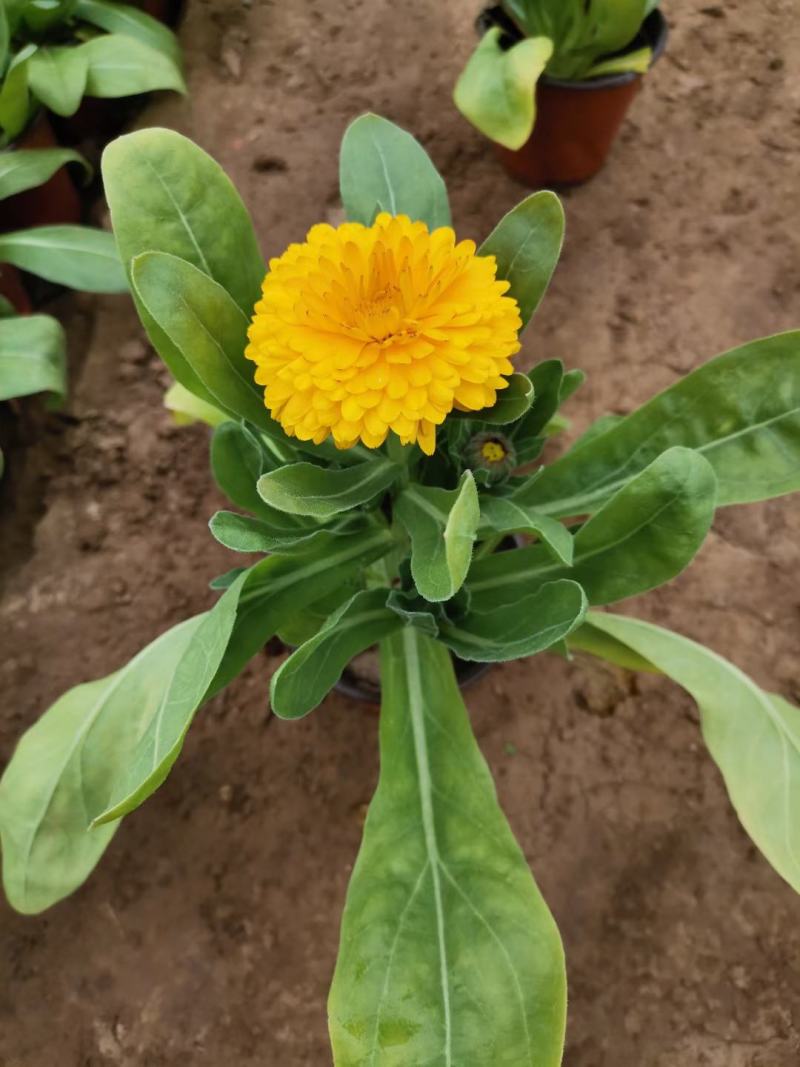 金盏菊，基地直销，常年销售各种绿化苗木。