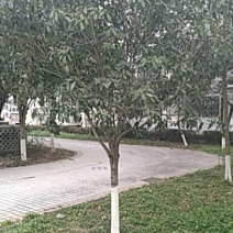各种尺寸、高度的桂花树苗和日本观赏樱花树