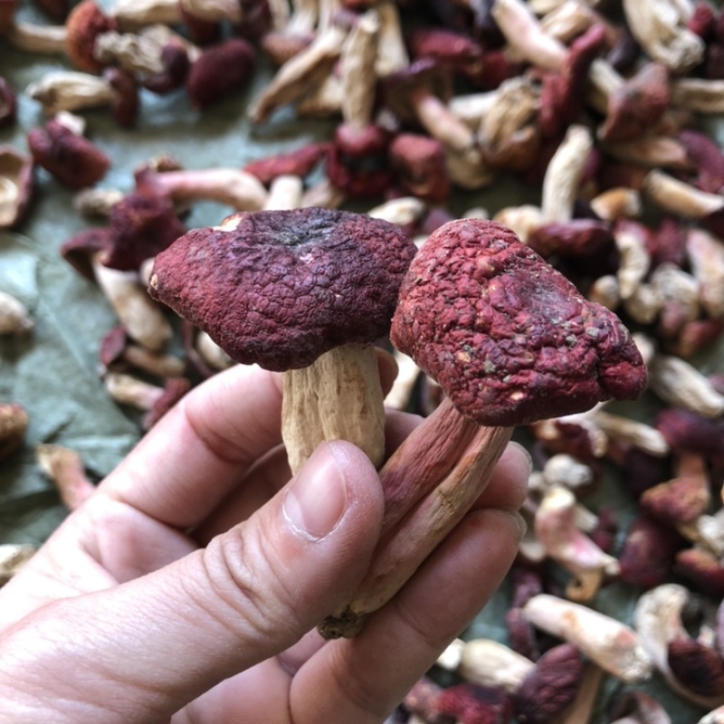 野生红菇丁锥菇产地一手货源现货直发野生菌常年供应批发