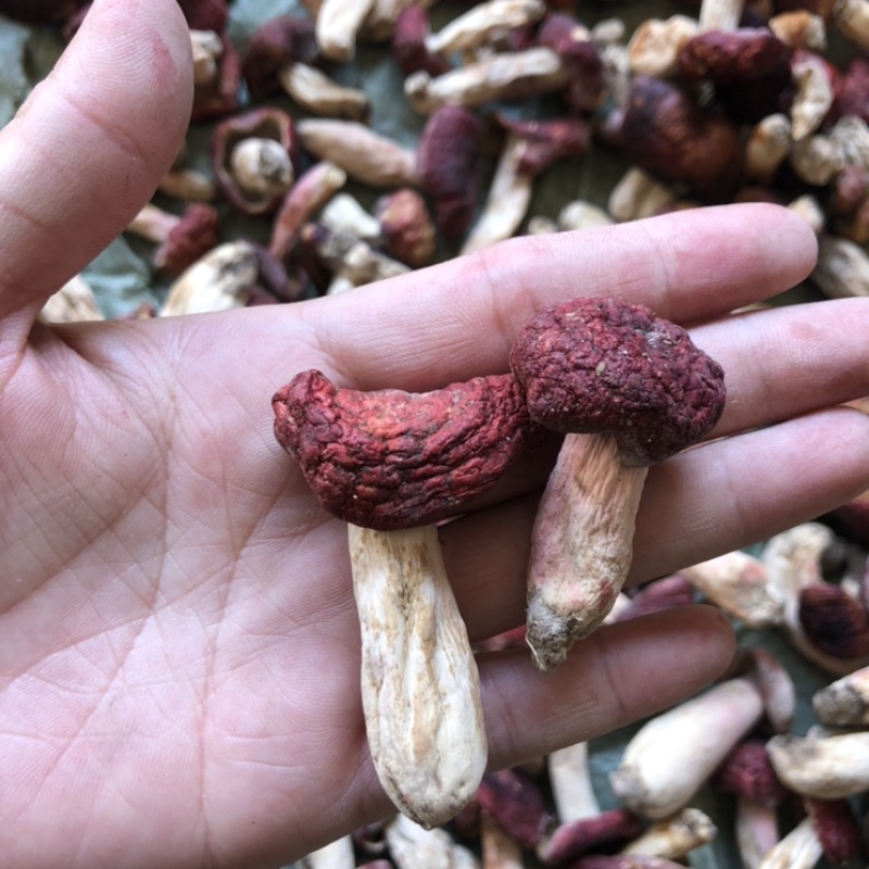 野生红菇丁锥菇产地一手货源现货直发野生菌常年供应批发