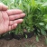 金鸡菊,基地直销,各种绿化苗木齐全。。。