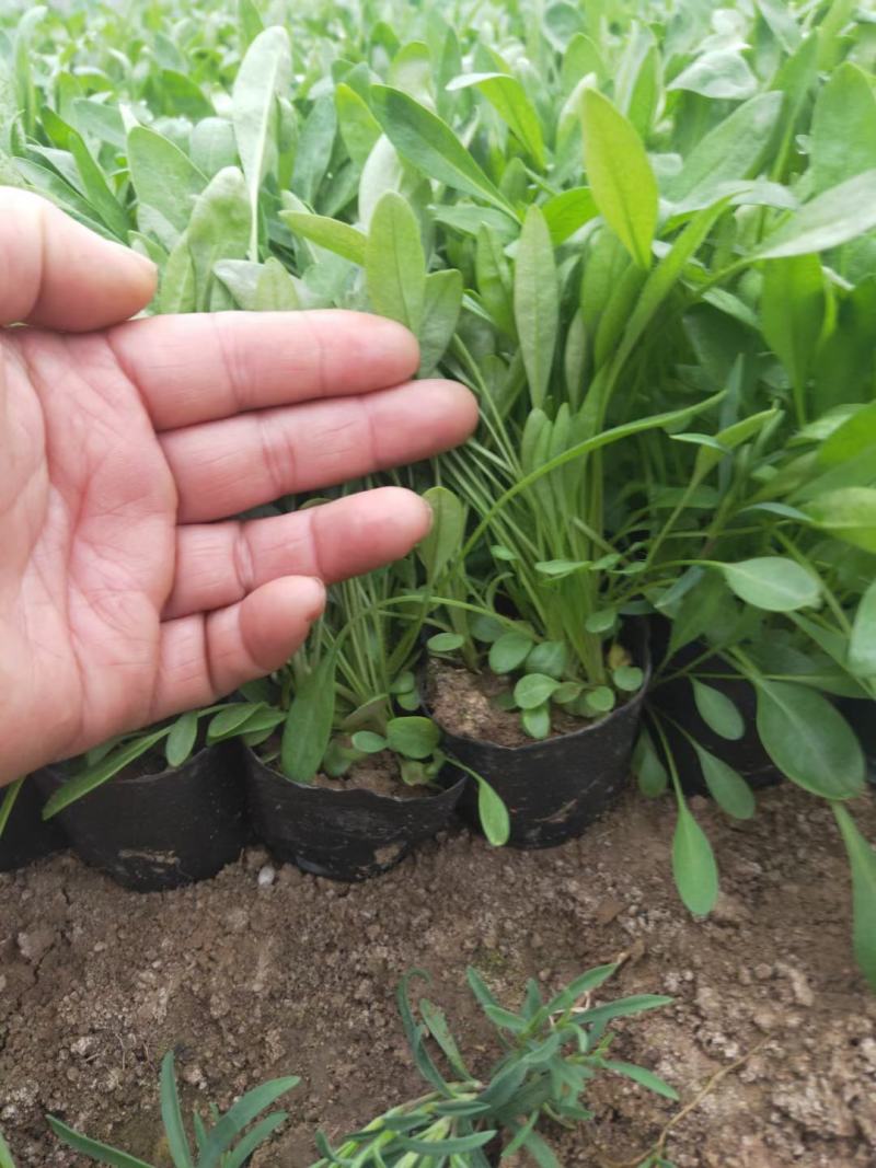 金鸡菊，基地直销，各种绿化苗木齐全。。。