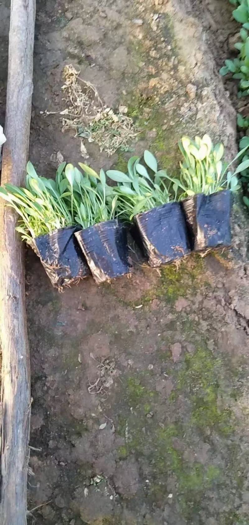 金鸡菊，基地直销，各种绿化苗木齐全。。。