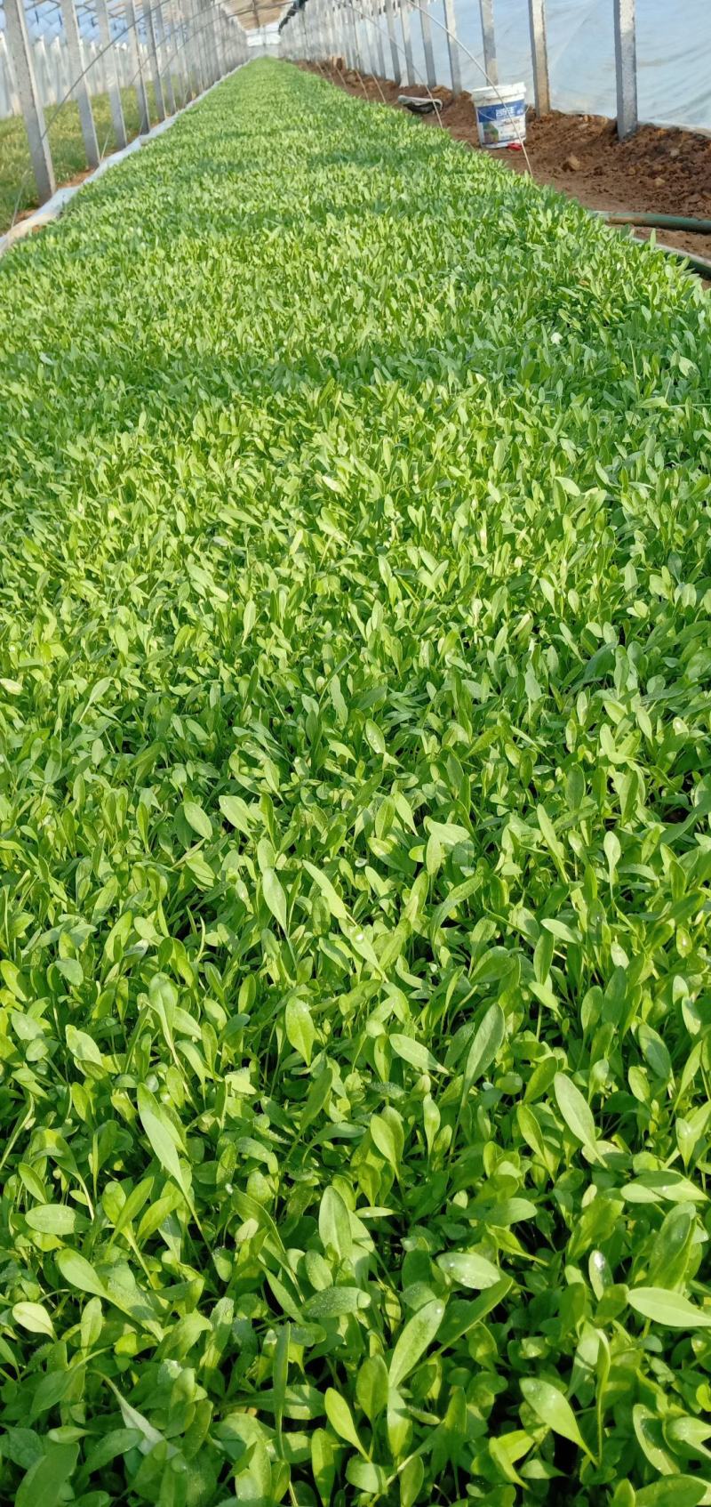 金鸡菊，基地直销，各种绿化苗木齐全。。。