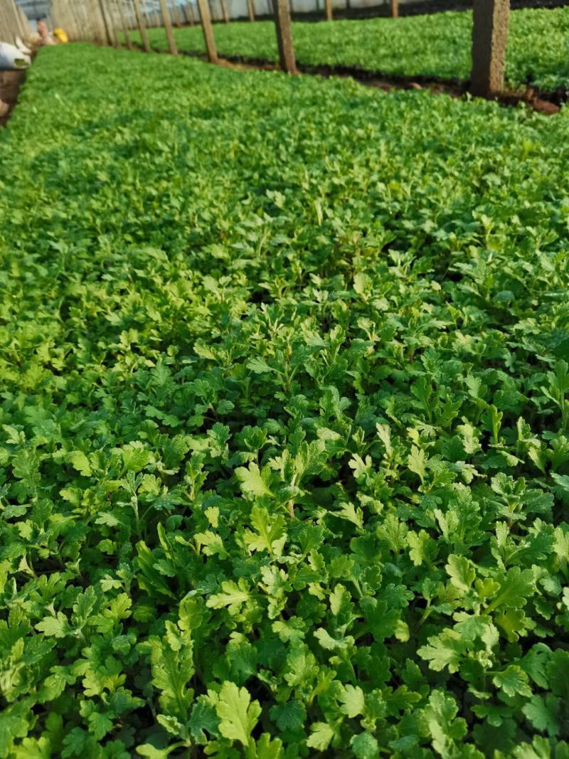 地被菊，基地直销，常年供应各种绿化苗木。