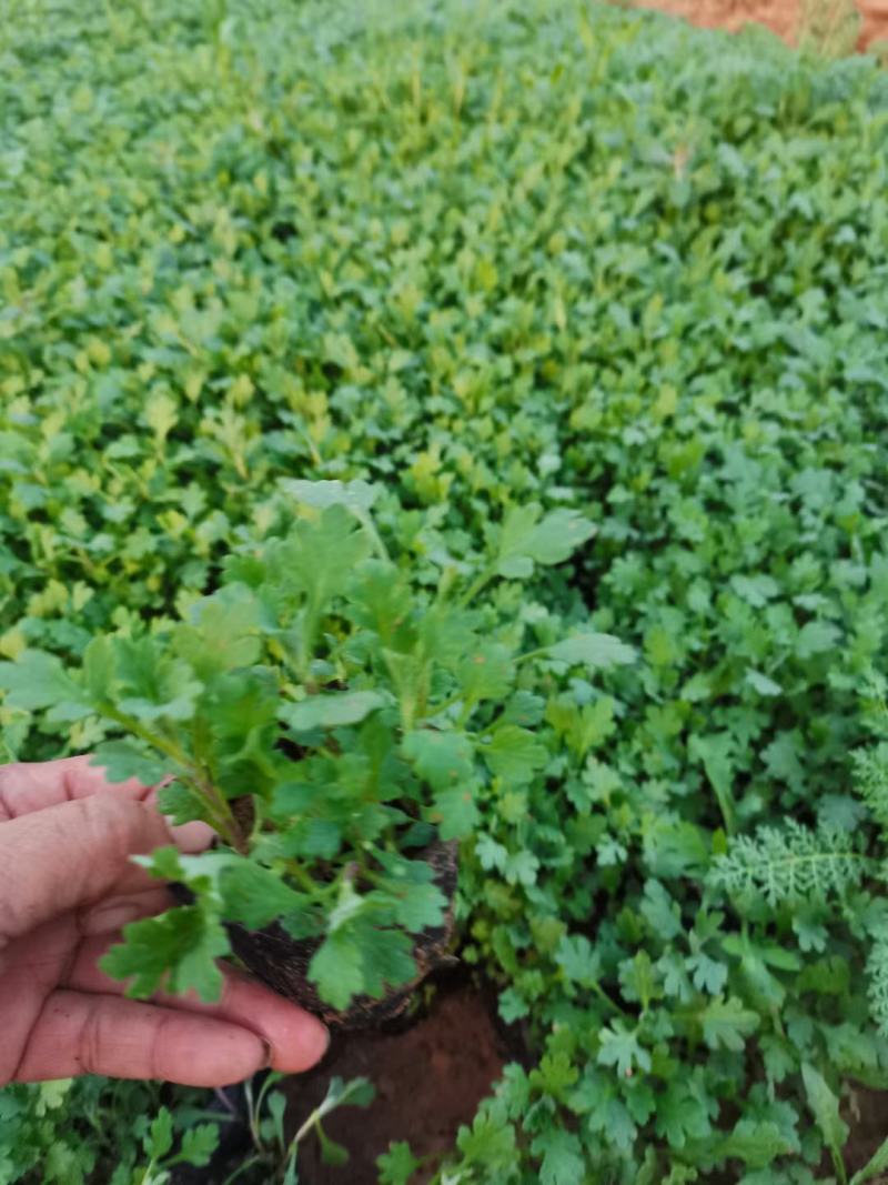地被菊，基地直销，常年供应各种绿化苗木。