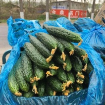 刺黄瓜干花带刺25公分以上，有需要联系