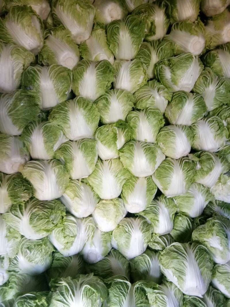 东京868冷库库存精品大白菜