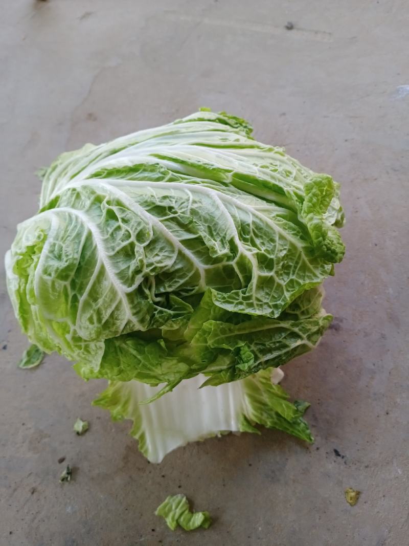 东京868冷库库存精品大白菜