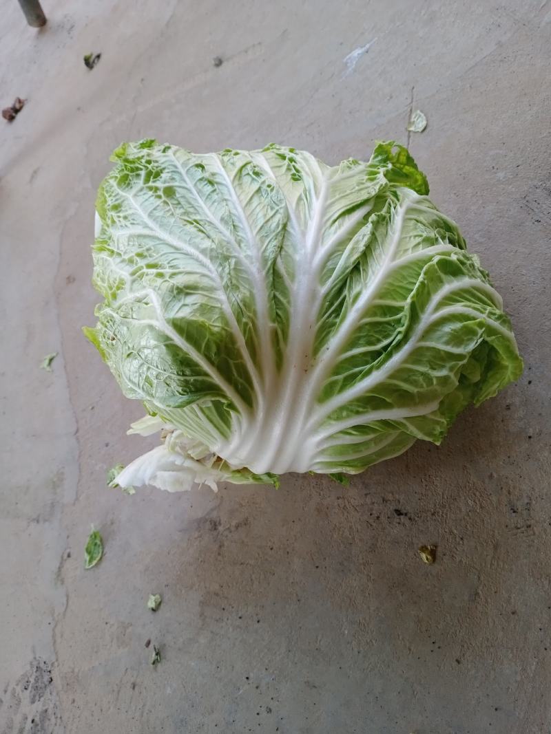 东京868冷库库存精品大白菜