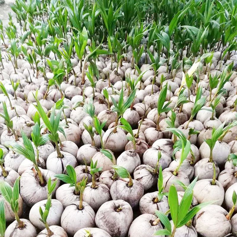 泰国矮化椰子树苗进口椰子品种黄金椰子青椰子苗南北方种植正