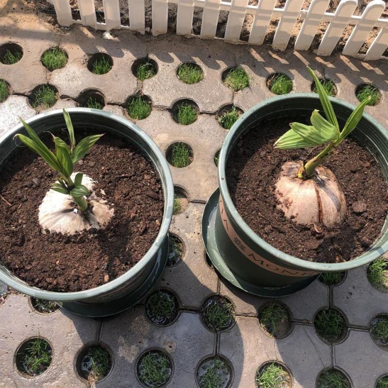 泰国矮化椰子树苗进口椰子品种黄金椰子青椰子苗南北方种植正