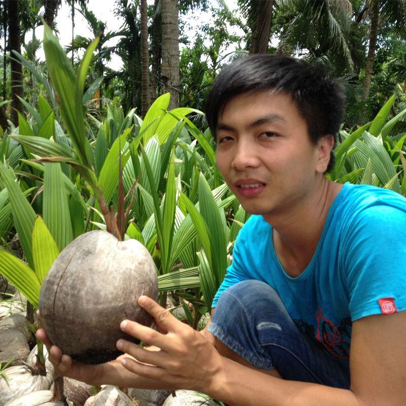 泰国矮化椰子树苗进口椰子品种黄金椰子青椰子苗南北方种植正