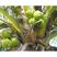 泰国矮化椰子树苗进口椰子品种黄金椰子青椰子苗南北方种植正