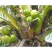 泰国矮化椰子树苗进口椰子品种黄金椰子青椰子苗南北方种植正