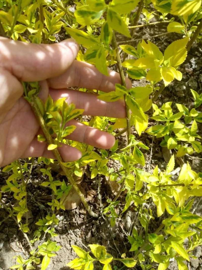 江苏连翘苗价格，连翘工程苗6公分到1米高连翘产地批发
