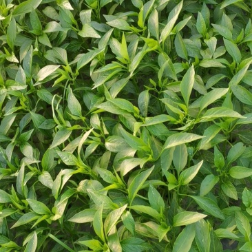 蔬菜苗