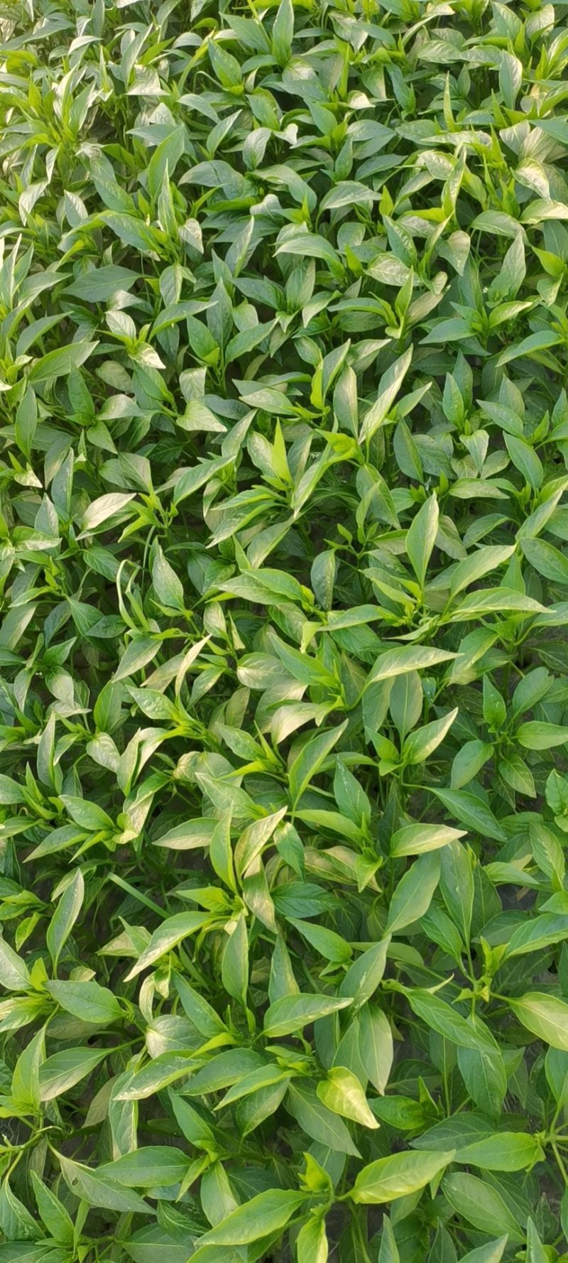 蔬菜苗