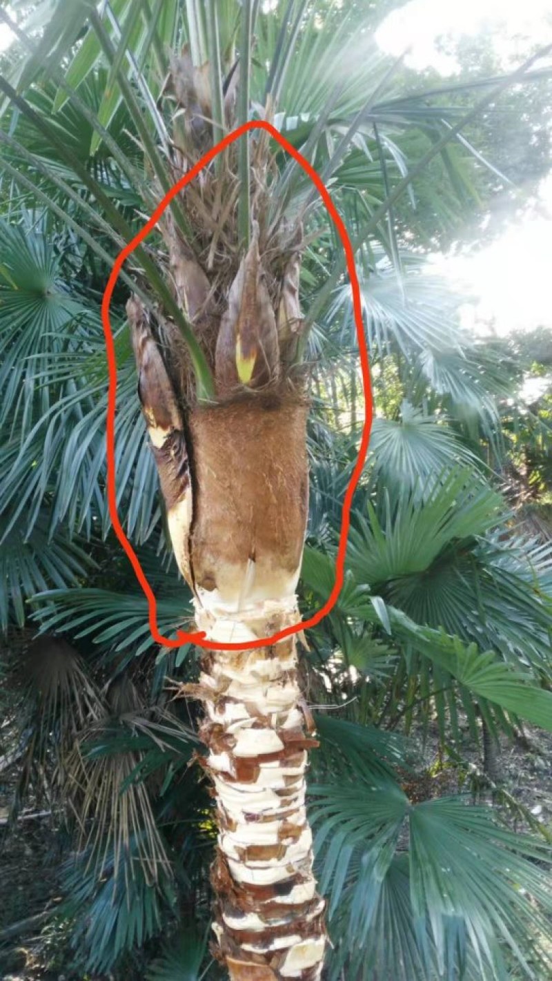 百万棵棕芯棕包批发零售