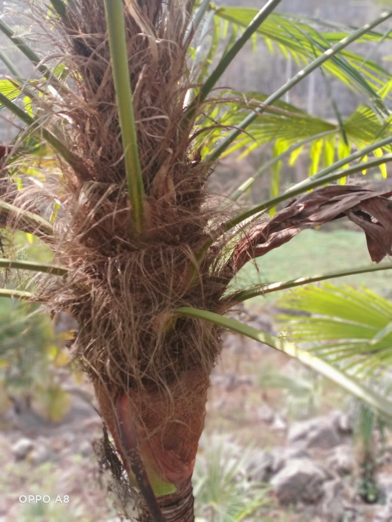 百万棵棕芯棕包批发零售