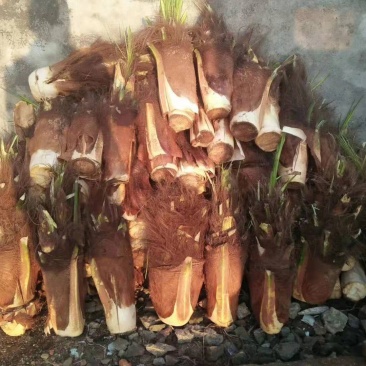百万棵棕芯棕包批发零售