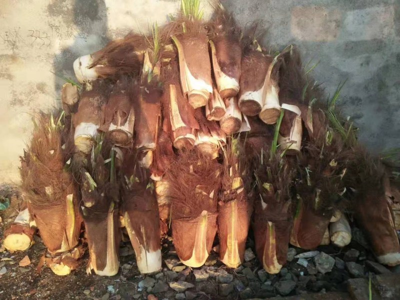 百万棵棕芯棕包批发零售